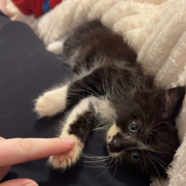 Photo of Arlo & Stella