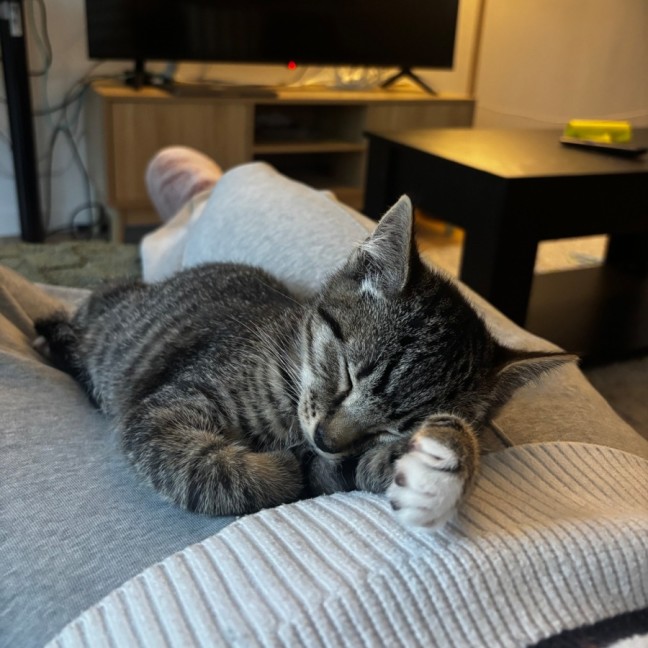 Photo of Pickle