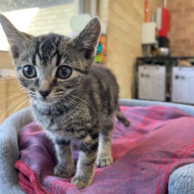 Photo of Cinnamon