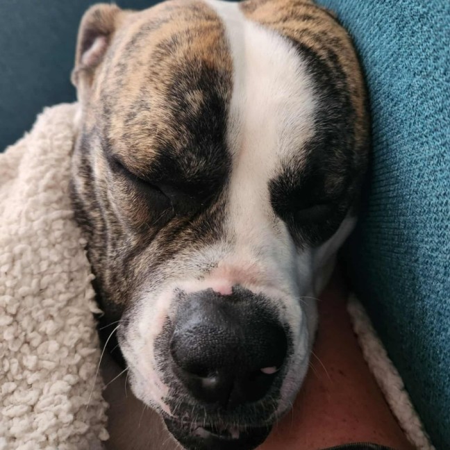 Photo of Lollie