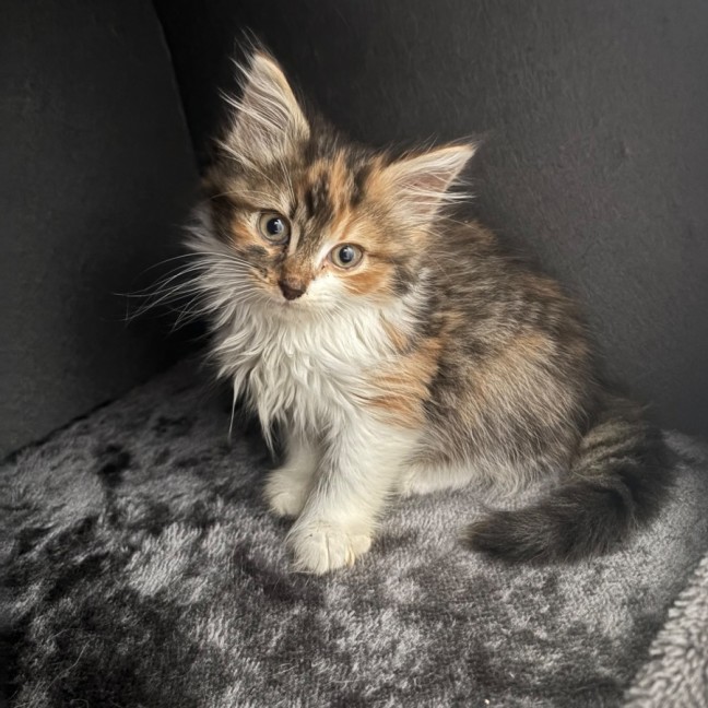 Photo of Astrid Rose 🌹