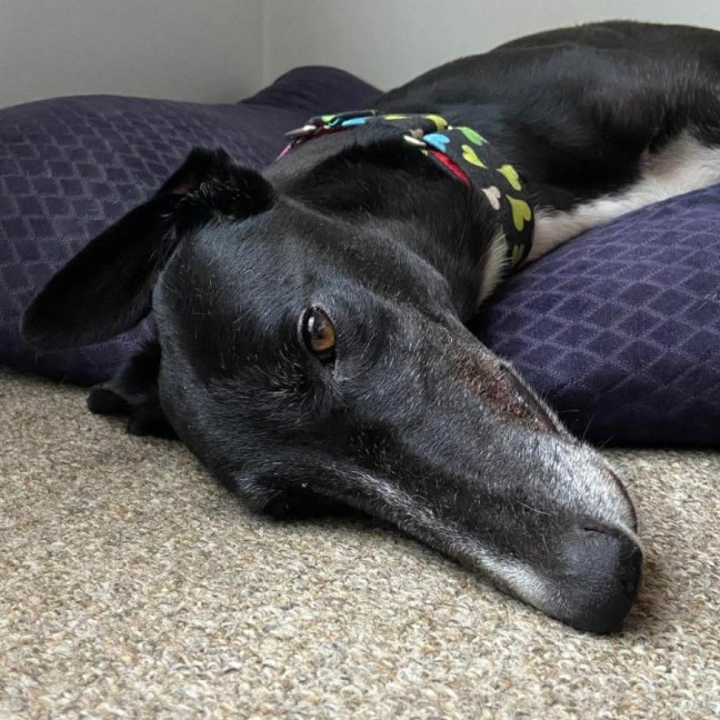 Photo of Cheeky, The Greyhound