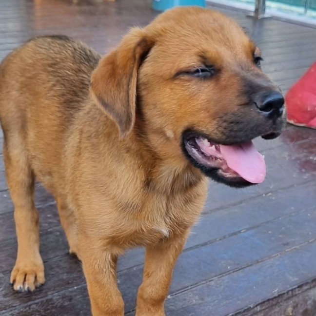 Photo of Lemon