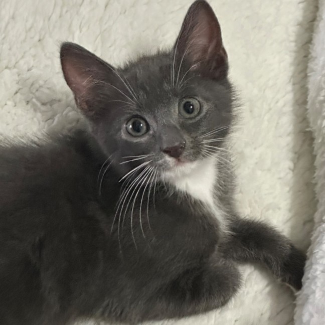 Photo of Grayson 🧵😽