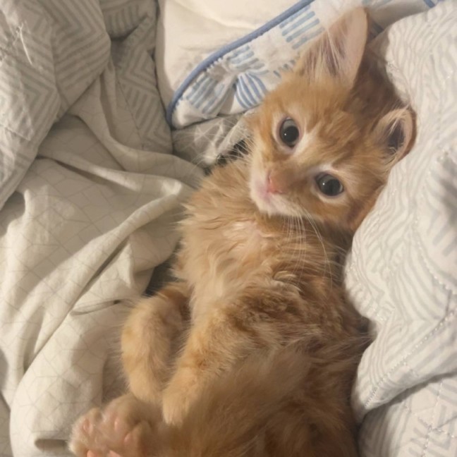 Photo of Matzo   Located In Pakenham