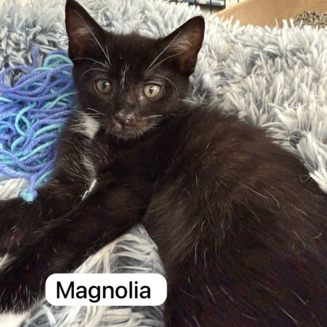 Photo of Flower Pot Three