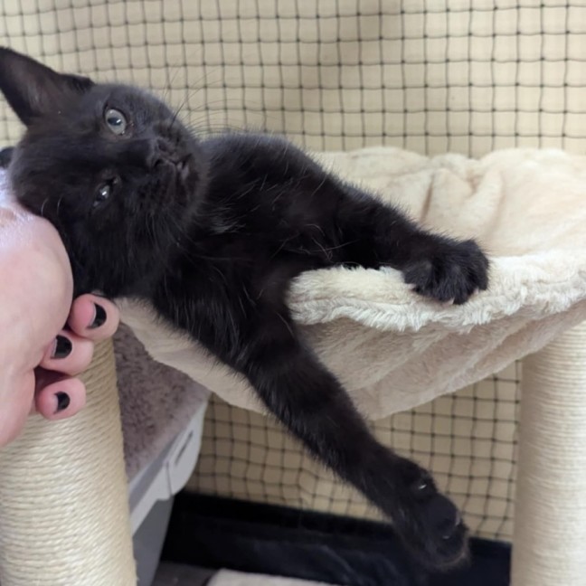 Photo of Lucky Lizzy