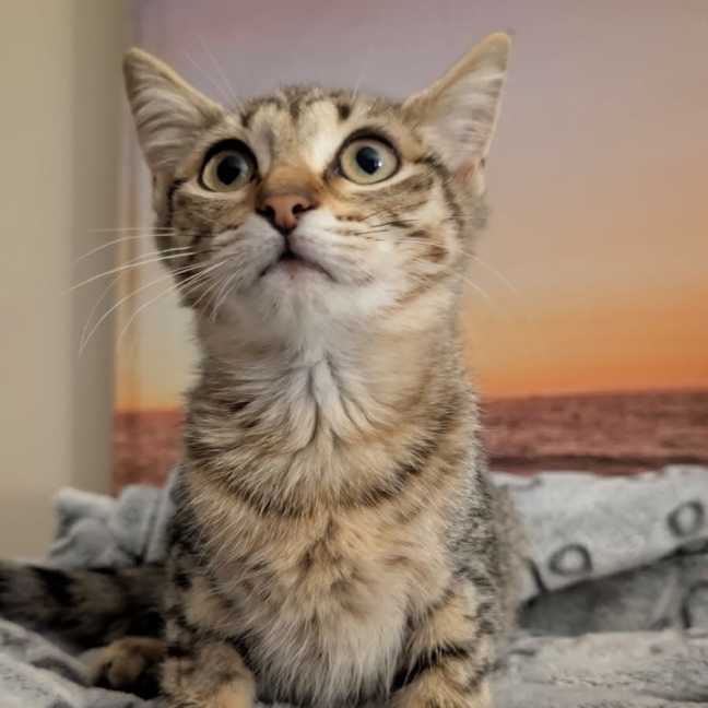 Photo of Angel