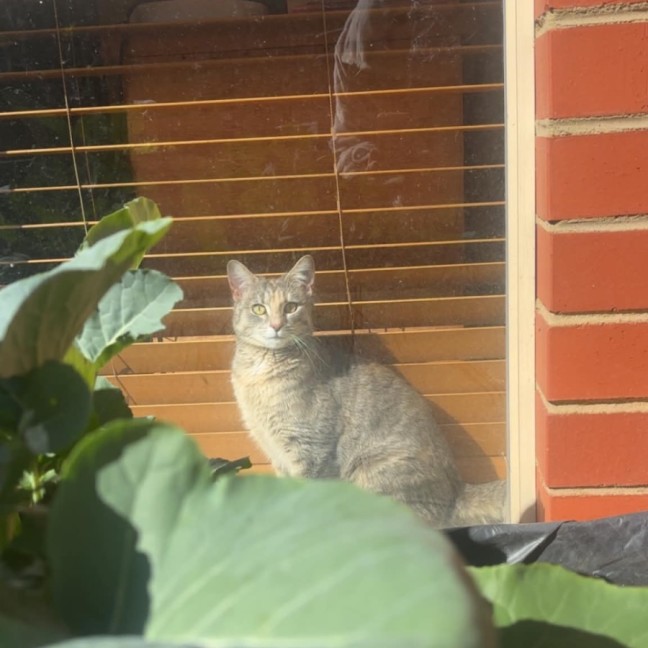 Photo of Lemon 🍋