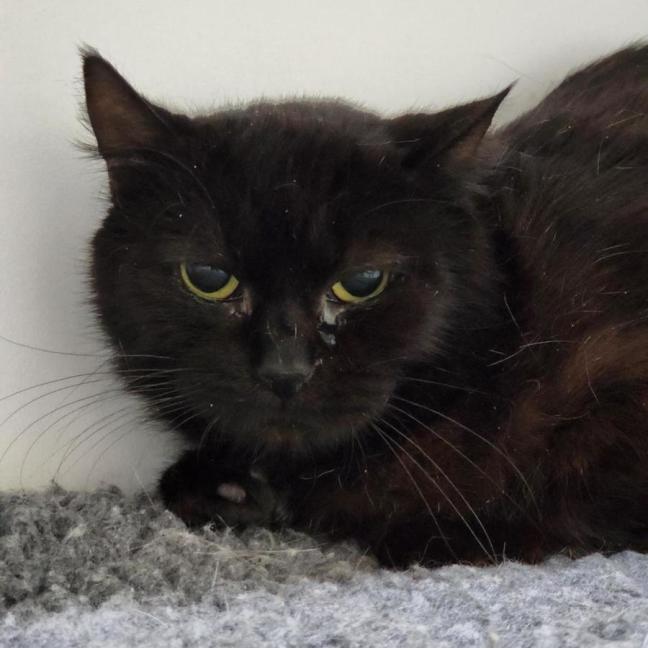 Photo of 😽 Sylvie 6810 😽