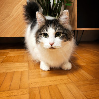 Photo of Bella