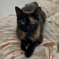 Photo of Sifah (8080)