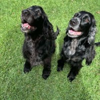 Photo of Cookie And Cherry