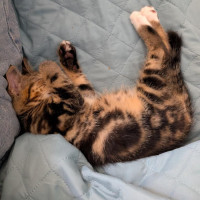 Photo of Robin **2nd Chance Cat Rescue**