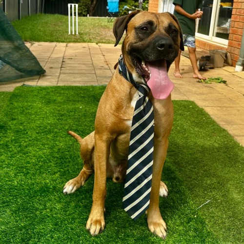 Baxy - Bull Arab Dog