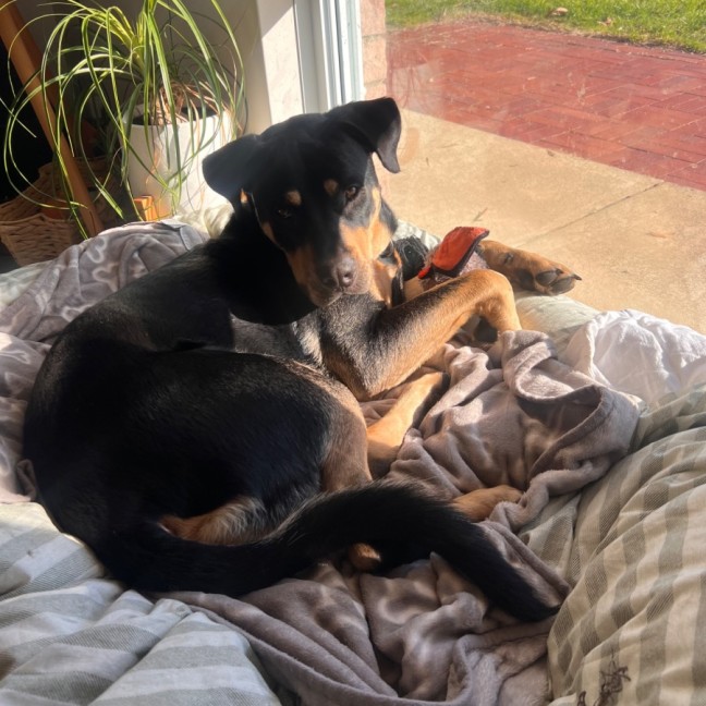 Photo of Jax 