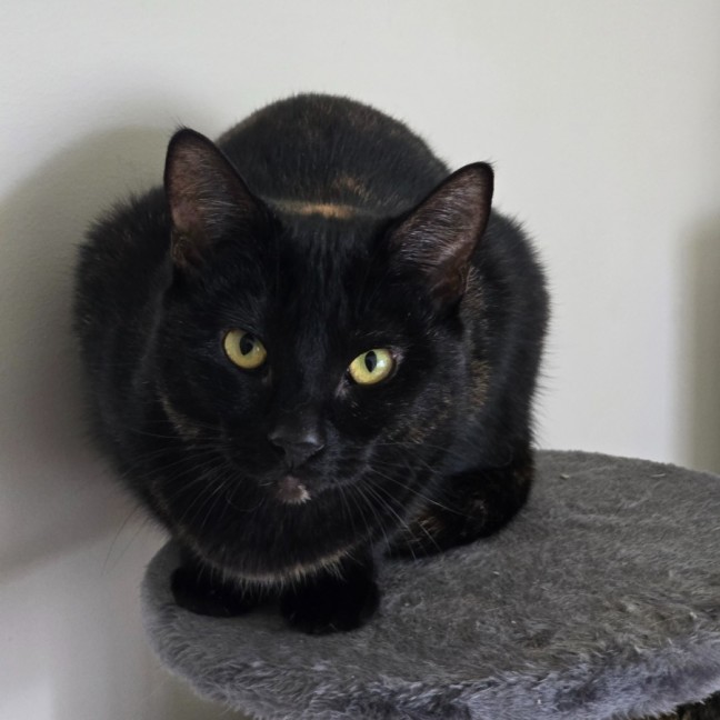 Photo of Maize & Sultana (Located Wantirna)