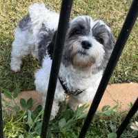 Photo of Abby🌞4yo, Shih Tzu X Maltese(on Trial 12/8/24)