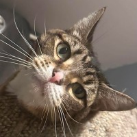 Photo of Mittens