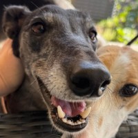 Photo of Chloe, The Greyhound