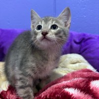 Photo of Pippin