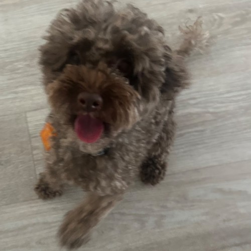 Star  - Poodle (Toy) Dog