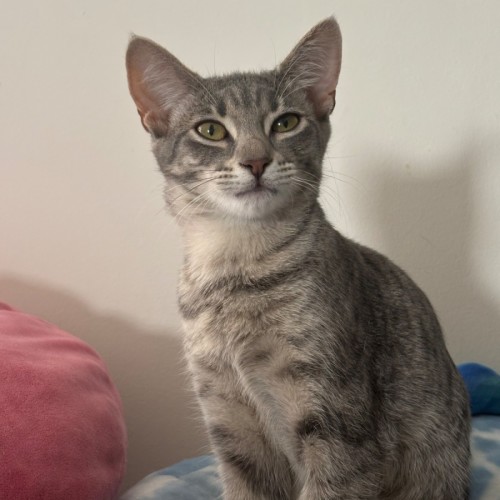 Raven **2nd Chance Cat Rescue** - Domestic Short Hair (DSH) Cat