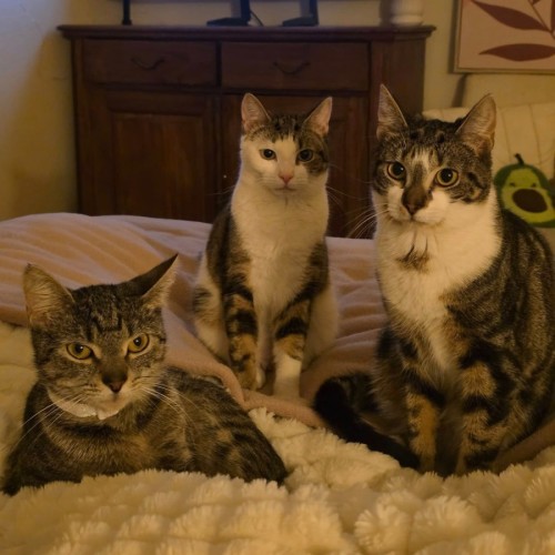 Juliet - Domestic Short Hair (DSH) Cat