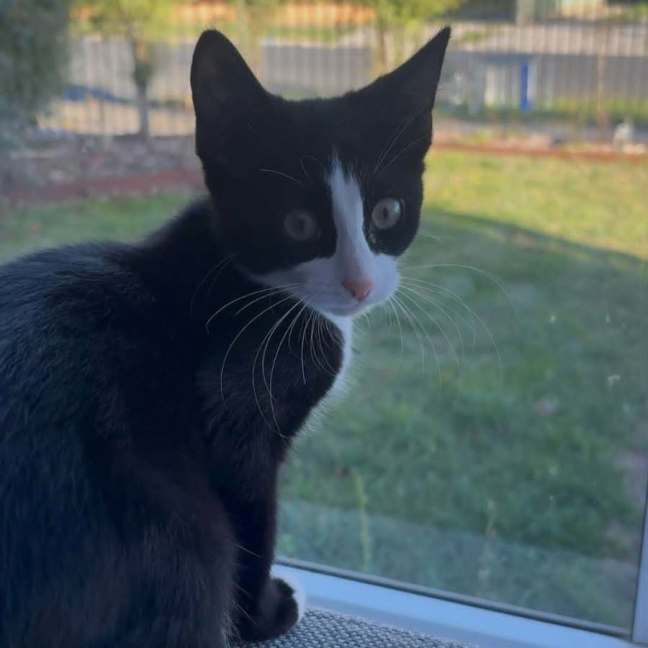 Photo of Skunkie