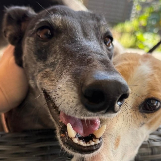 Photo of Chloe, The Greyhound