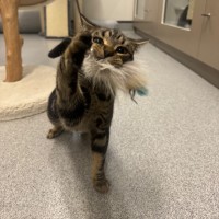 Photo of The Rizzler 