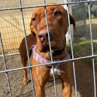 Photo of Ruby 