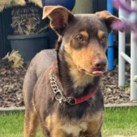 Photo of Rowdy