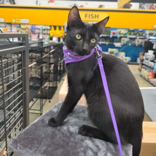 Doyle - Domestic Short Hair (DSH) Cat