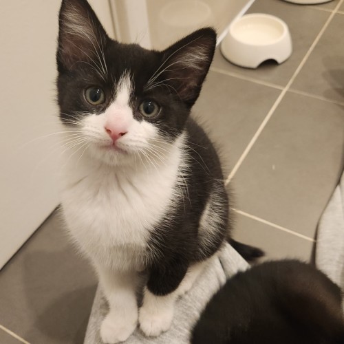 Darling - Domestic Short Hair (DSH) Cat