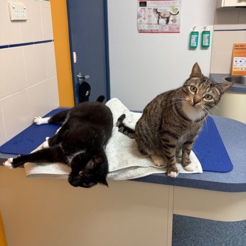 Stripey (with Socks) - Domestic Short Hair (DSH) Cat