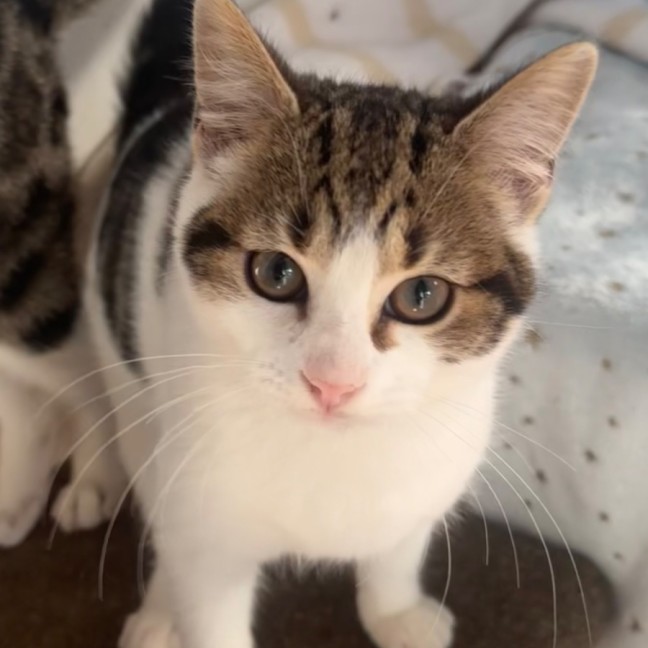 Photo of Mira