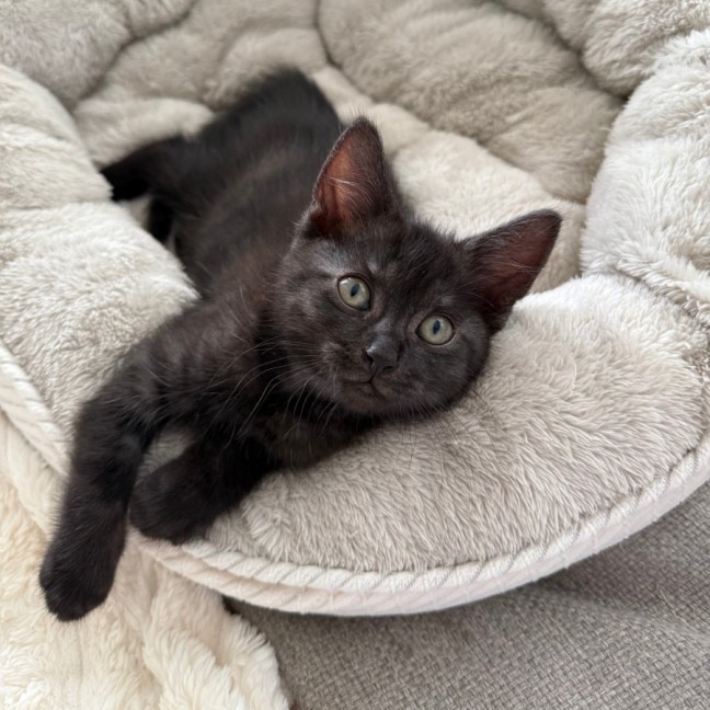 Photo of Teddy