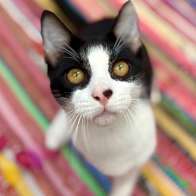 Photo of 💚 Spock 💚