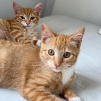 Photo of Henry And Bella 
