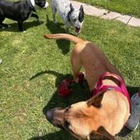 Photo of Powderfinger