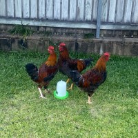 Photo of 3 Roosters 