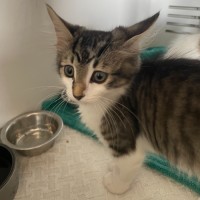 Photo of Midnight *Petstock Engadine*