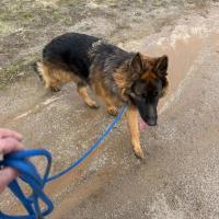 Photo of Koda