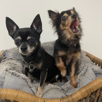 Photo of Lola And Pixie