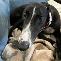 Photo of Candy, The Greyhound
