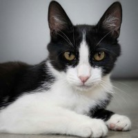 Photo of Felix