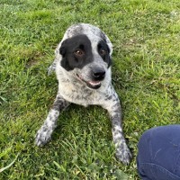 Photo of Digger