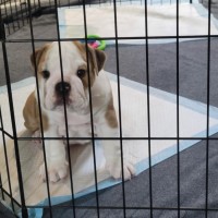 Photo of Rollo