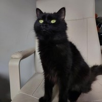 Photo of Eclipse 🖤